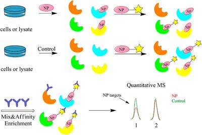 Currently Available Strategies for Target Identification of Bioactive Natural Products